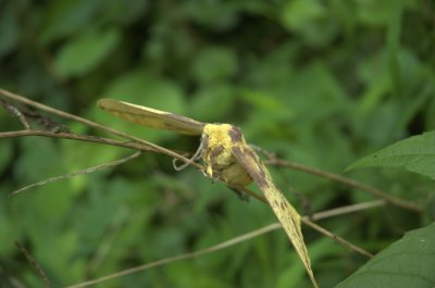 DSC_0609.jpg