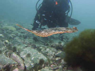 Claire in the background at Harbour Main, with the crazy active Flounder