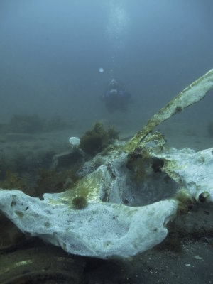 Diving the Whale Bones at South Dildo
