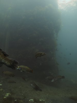 The wharf.. Diving the Whale Bones at South Dildo