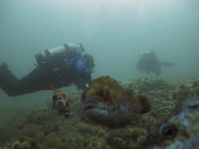 More pesky cunner fish!! Diving the Whale Bones at South Dildo