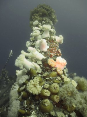 SS Lord Strathcona, sunk September 5, 1942