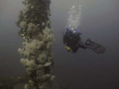 So many anemones.. SS Lord Strathcona, sunk September 5, 1942