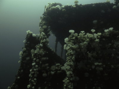 Rosecastle