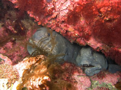 A Wolffish pair at Bacon Cove