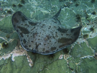 This lovely skate visited us during our safety stop.