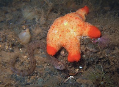 Winged Sea Star.. with a Rock Gunnel for company