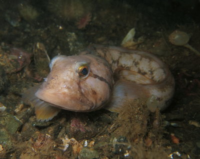 Juvenile Ocean Pout.. just hanging out..