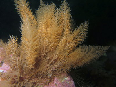 Pretty Hydroid.. or, nudibranch munchies