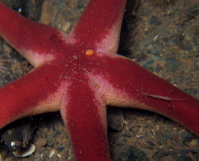 Blood Star Fish and Skeleton Shrimp