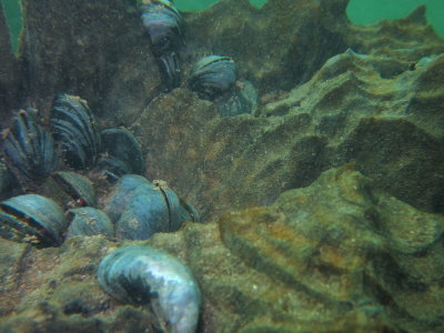 These Blue Mussels found a home in one of the old pier support timbers