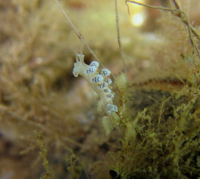 Doto Nudibranch