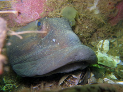 Ocean Pout