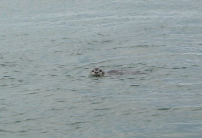 Seal visitor!