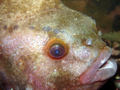 Lumpfish (close-up)