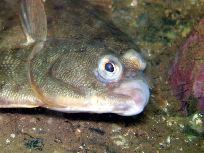 Winter Flounder (close-up)