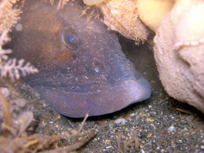 Ocean Pout