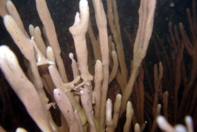 This sponge was HUGE.. a few feet across and high