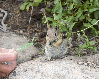 Feeding the Help.jpg