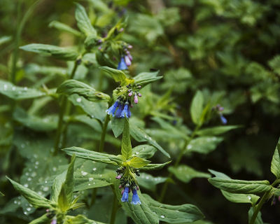 Mountain Bluebell