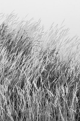 River Reeds in Black and White