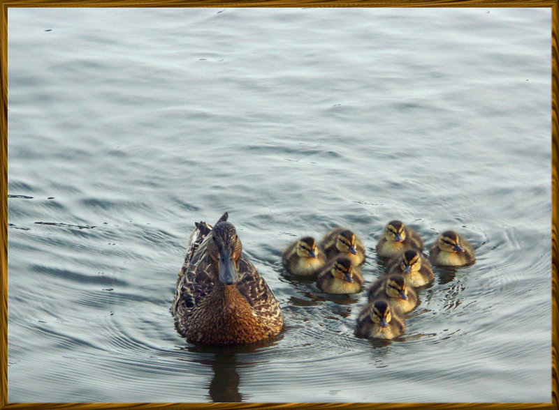 Paddling Lessons