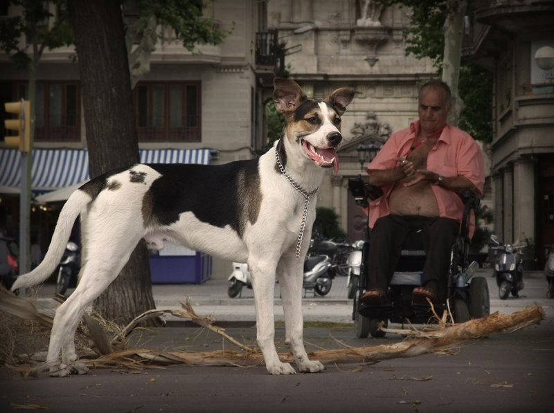 perro y persona