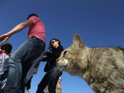 familia y gato