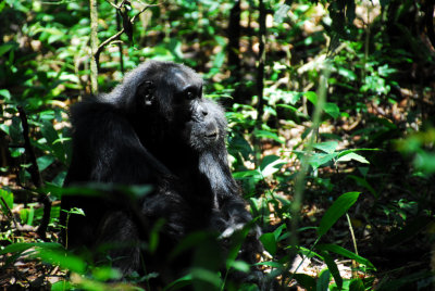 Chimpanzee in Kibale Park, Uganda