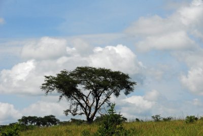 Acacia tree in Queen Elizabeth National Park, Uganda