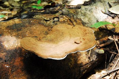 Huge fungi, this one