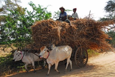 Full load of hay