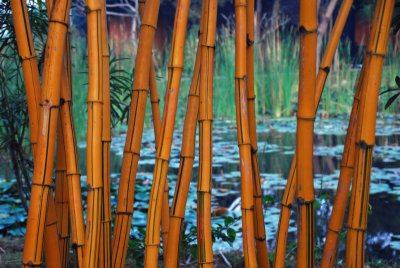 Golden bamboo