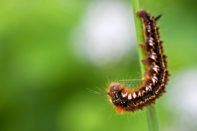 Euphydryas maturna