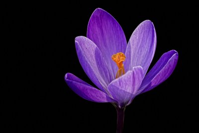 Crocus-Krokus_0295.jpg