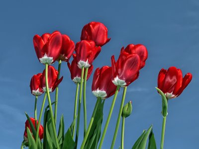 tulips