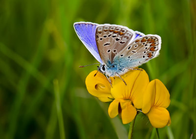 Polyommatus icarus_3602.jpg