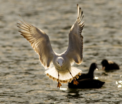 Seagull_2743 .jpg