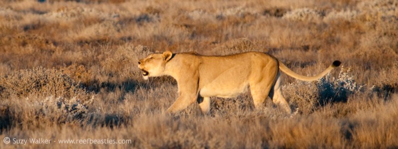 Mamma Lion