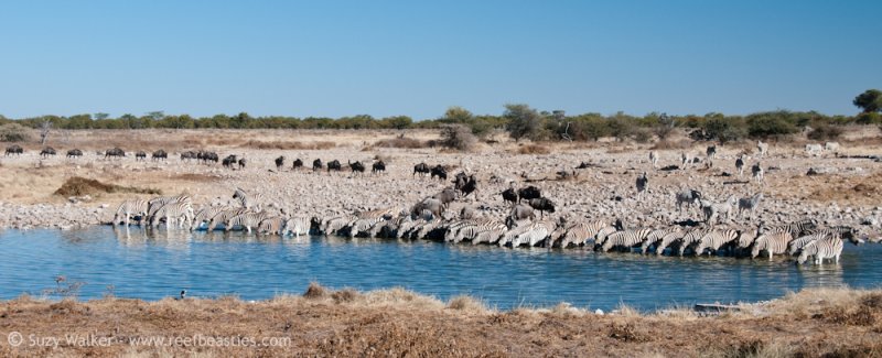 At the water hole