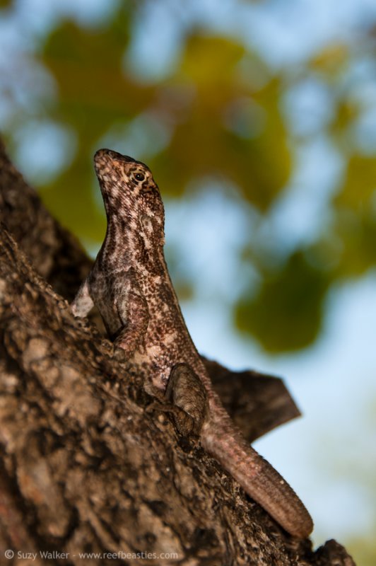 Lizard