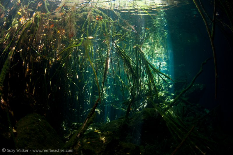 roots at Eden Cenote