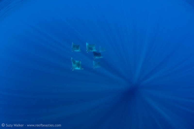 mobula rays