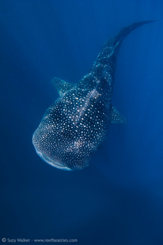 Whaleshark from above