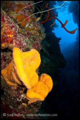 Yellow Ear Sponges