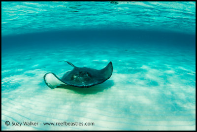 Sting ray