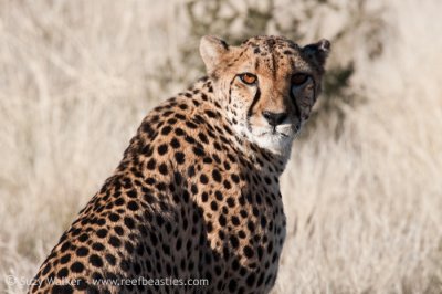 Cheetah Mamma
