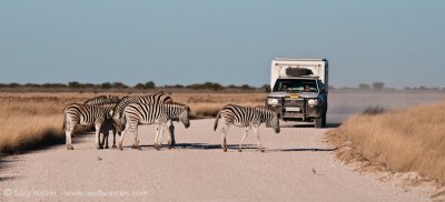 Zebra in the road