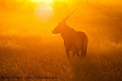 Sunset Oryx
