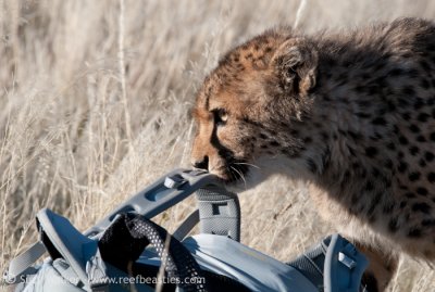 Naughty Cheetah ate another camera bag